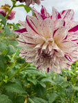 White and Red Dahlia Prince Vaillant (Large Decorative) Tuber To Plant (Free UK Postage)
