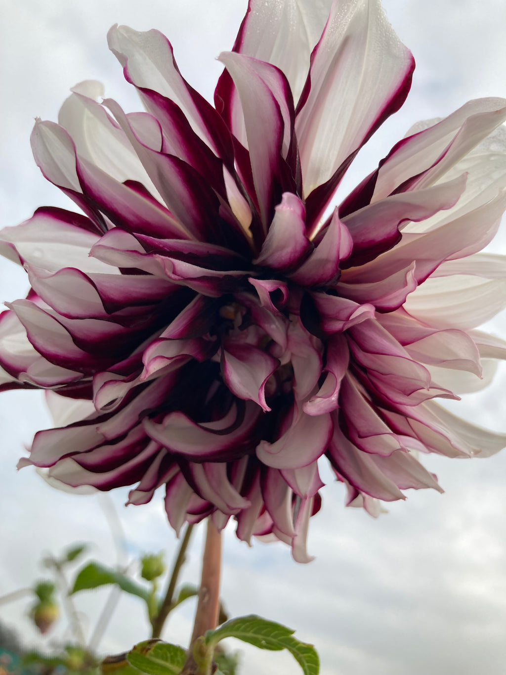 White and Purple Dahlia Tartan (Large Decorative) Tubers To Plant (Free UK Postage)