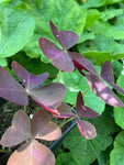 Three Oxalis or Wood Sorrel Plants (Mixed Varieties) Free UK Postage