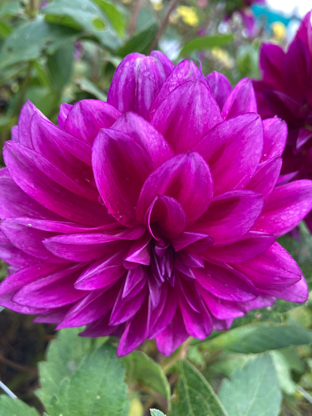 Purple Red Dahlia Le Baron (Medium) Tuber To Plant (Free UK Postage)