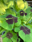 Oxalis deppei or Four-Leaved Oxalis Plants in 9cm Dia Pots (Free UK Postage)