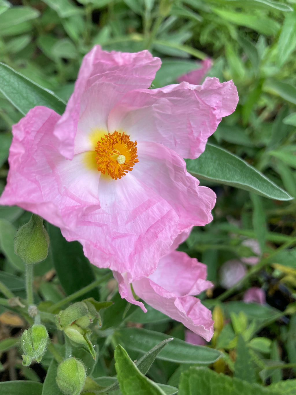 Cistus 'Peggy Sammons' Plants (Rock Rose) in a 9 cm Pot (Free UK Post)