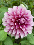 Red and White Dahlia Ryan C (Medium) Tuber To Plant (Free UK Postage)