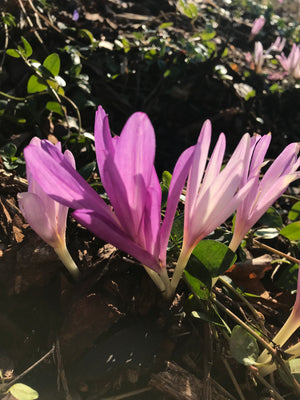 Mixed Colchicum or Naked Ladies (Bulbs To Plant Yourself) Free UK Postage