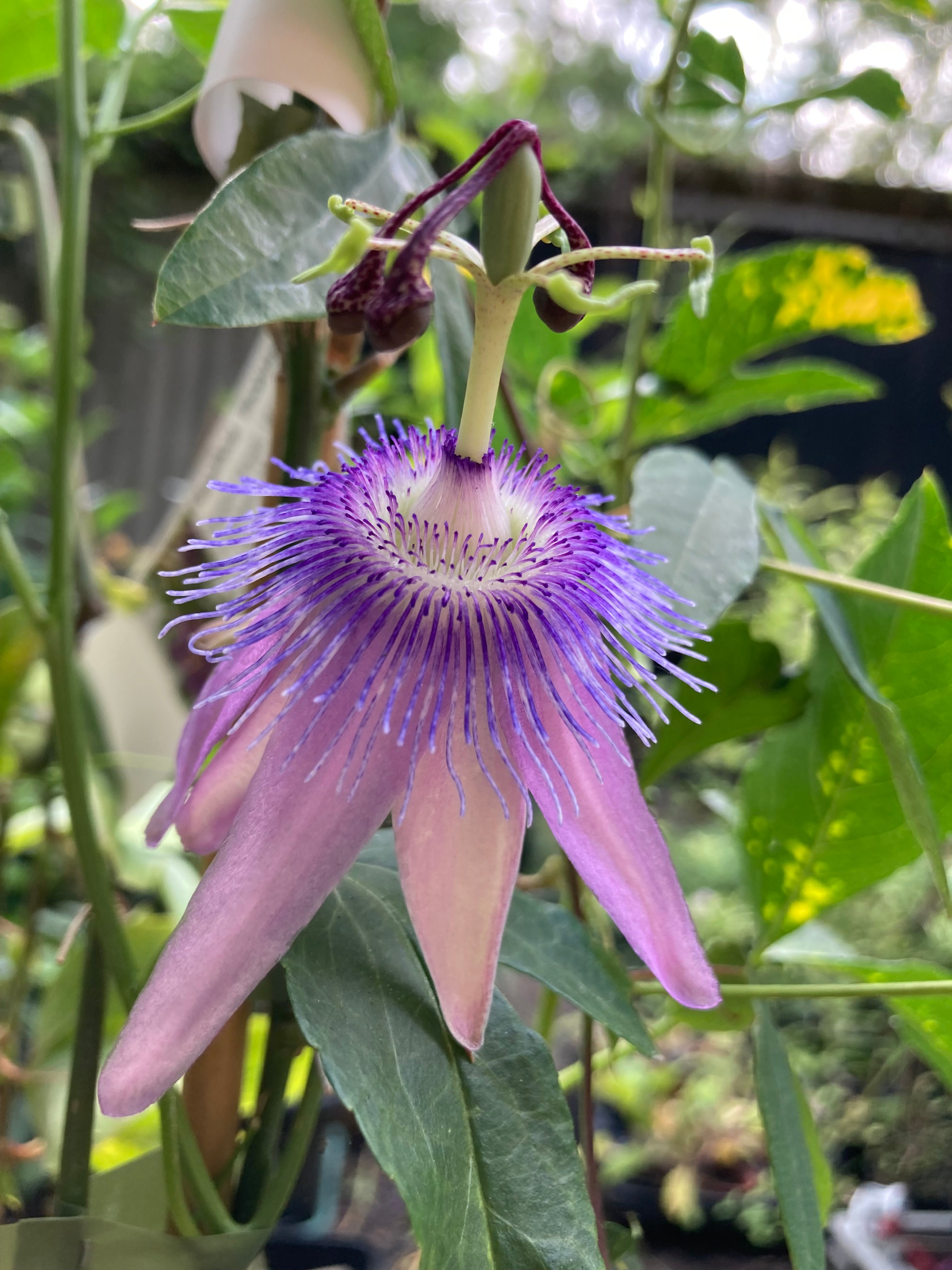 Violet Passion Flower Plants (Passiflora x violacea) in 2 litre Pots (Free UK Postage)