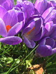 Purple Crocus Bulbs 'Aqua' (Free UK Postage)