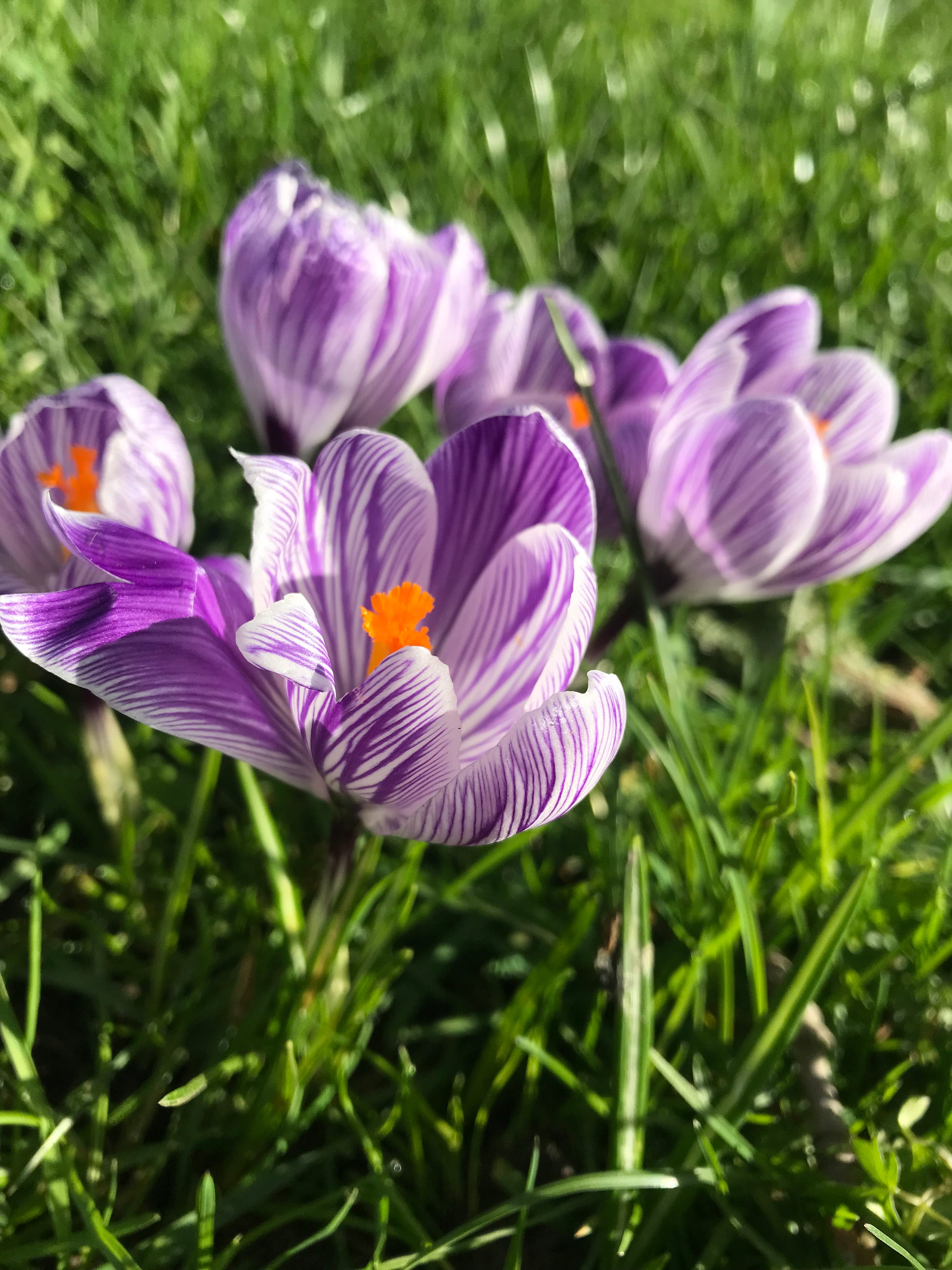 Purple and White Crocus 'King of the Stripe' Bulbs (Free UK Postage)