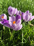 Purple and White Crocus 'King of the Stripe' Bulbs (Free UK Postage)