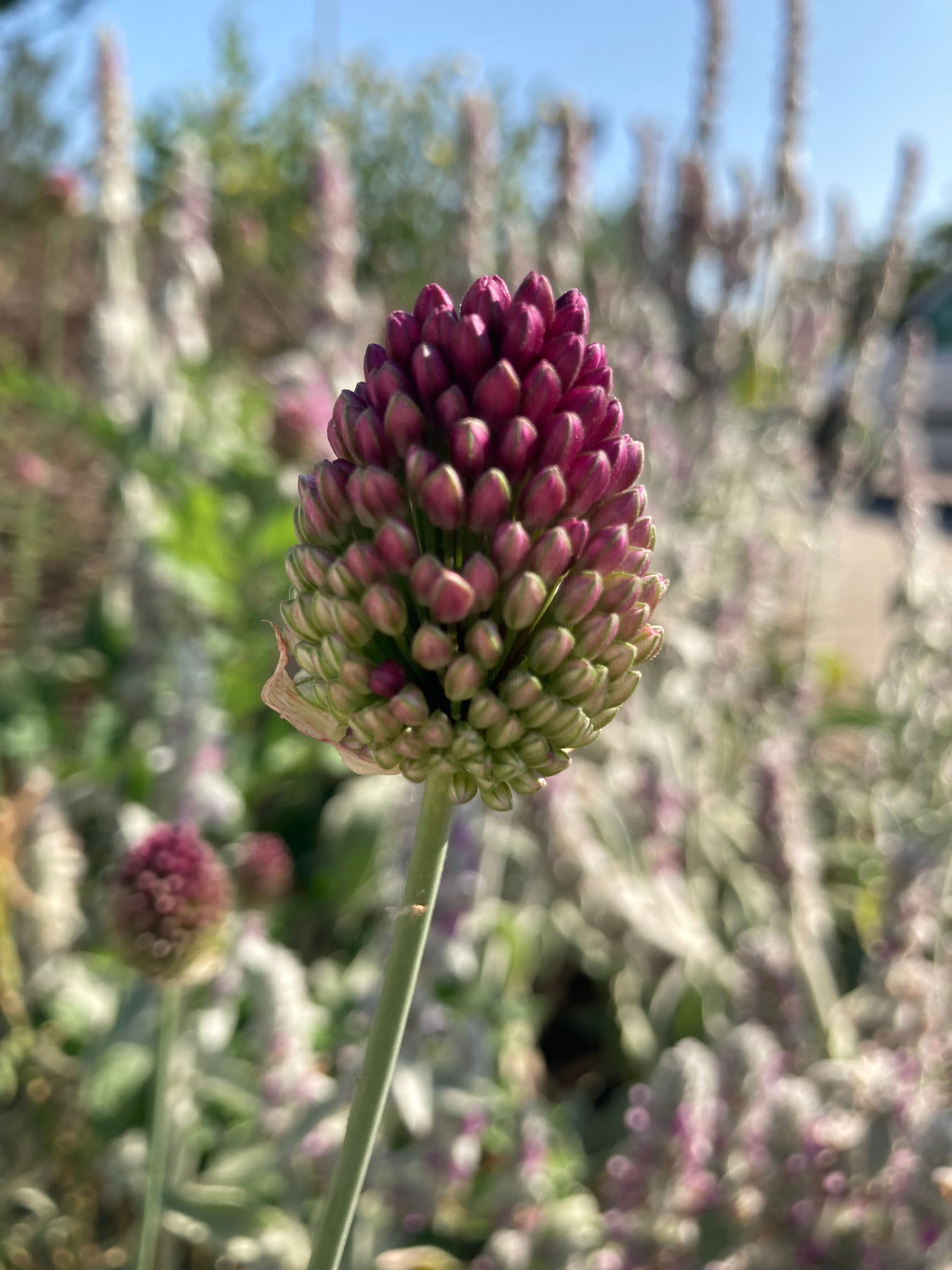 Ten Allium sphaerochepalum Bulbs (Round-headed garlic) Free UK Postage