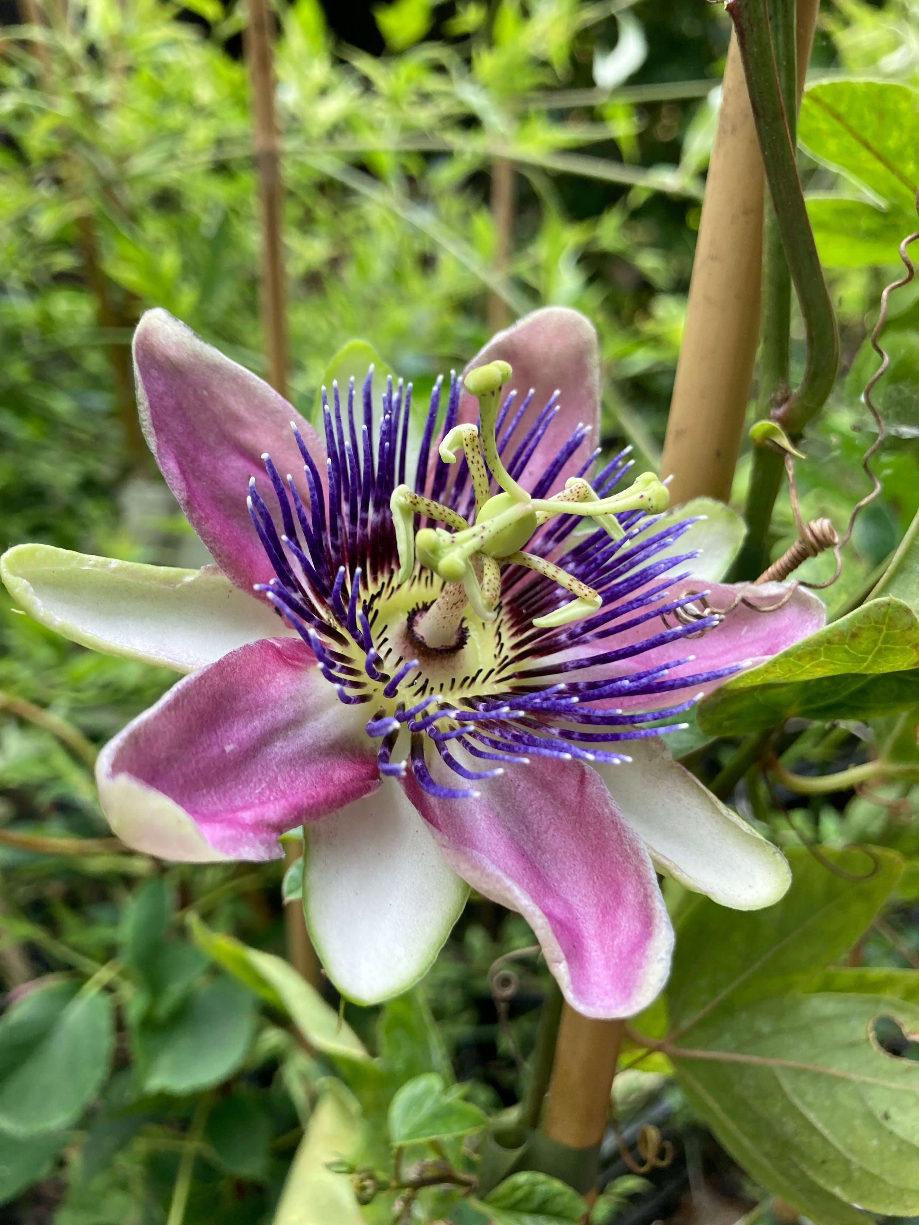 Pink and Purple Passion Flower Plants (Passiflora) in 2 litre Pots (Free UK Postage)