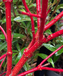 Cornus 'Elegantissima' (9 cm Dia Pots) Free UK Postage