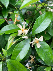 Trachelospermum jasminoides 'Star of Toscana' or Star Jasmine (Plants in 9 cm Dia Pots) Free UK Postage