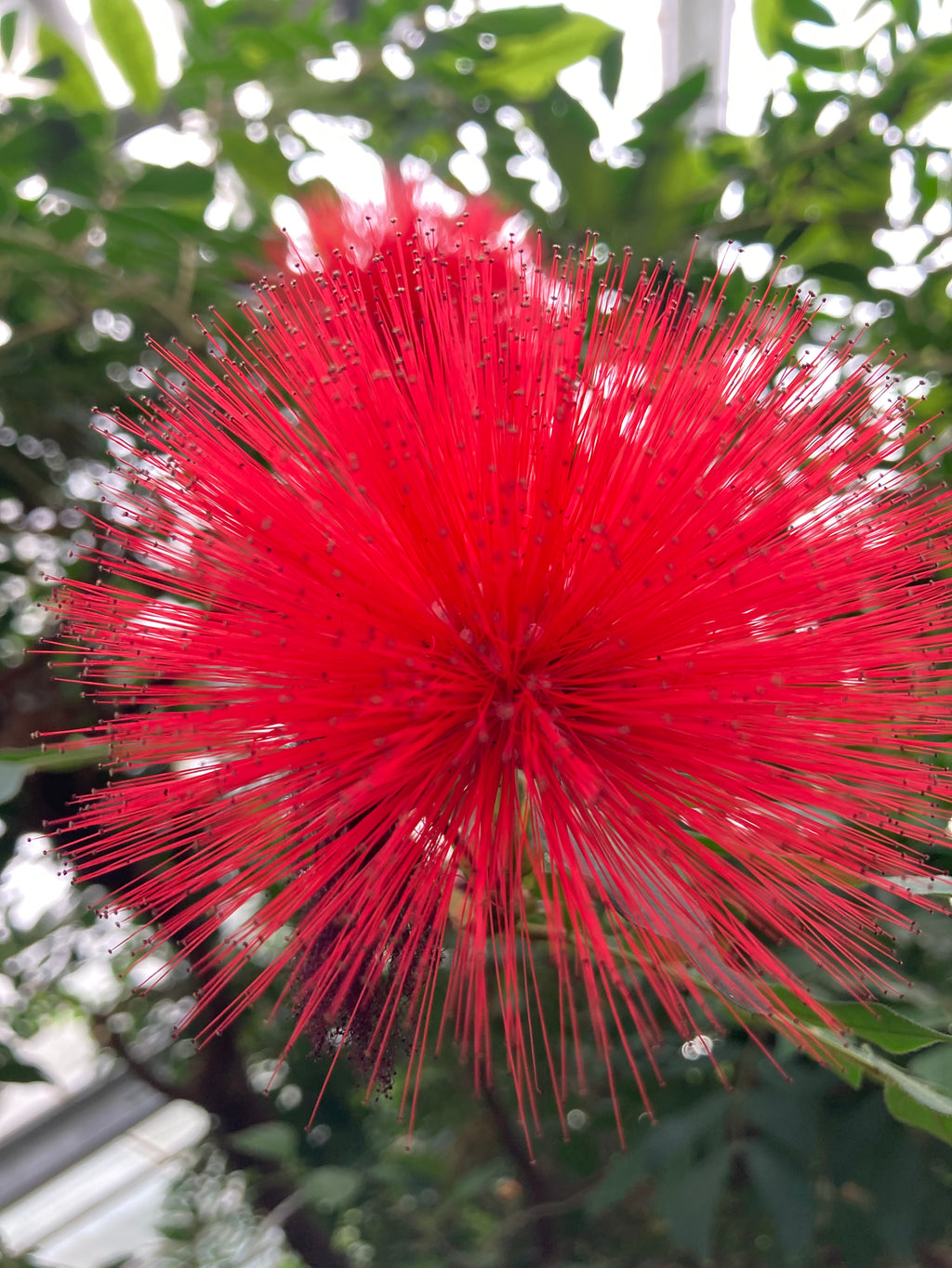 Callistemon citrinus 'Splendens' or Bottlebrush Plant in a 12cm Dia Pot (Free UK Postage)