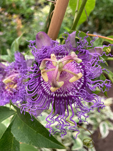 Purple Passion Flower Plants (Passiflora 'Incense') in 2 litre Pots (Free UK Postage)