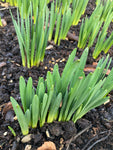 Daffodil Bulbs 'Rainbow' (Narcissus) Free UK Postage