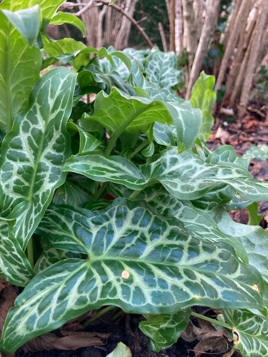 Arum italicum or Italian Lords and Ladies Corms (Free UK Postage)