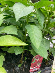 Red Pepper Plants 'Bell Boy Red' in 9 cm Dia Pots (Free UK Postage)