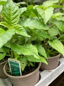 Chilli Plants 'Habanero' 9 cm Dia Pots (Free UK Postage)