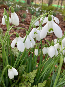 25 Snowdrop Bulbs (Nursery Cultivated) Free UK Postage