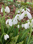 20 Snowdrop Bulbs (Nursery Cultivated) Free UK Postage