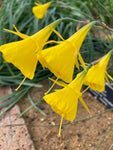 Narcissus bulbocodium 'Yellow Hoop Petticoat' Bulbs (Free UK Postage)