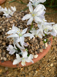 20 Scilla Mischtschenkoana Bulbs (Early Squill or White Squill) (Free UK Postage)