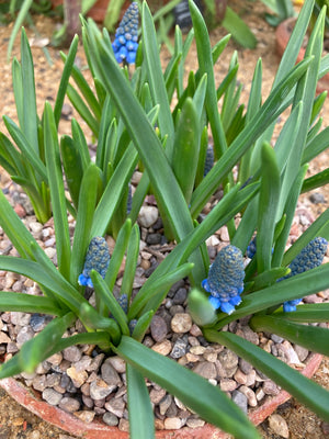 Grape Hyacinth or Muscari 'Big Smile' (Bulbs) Free UK Postage