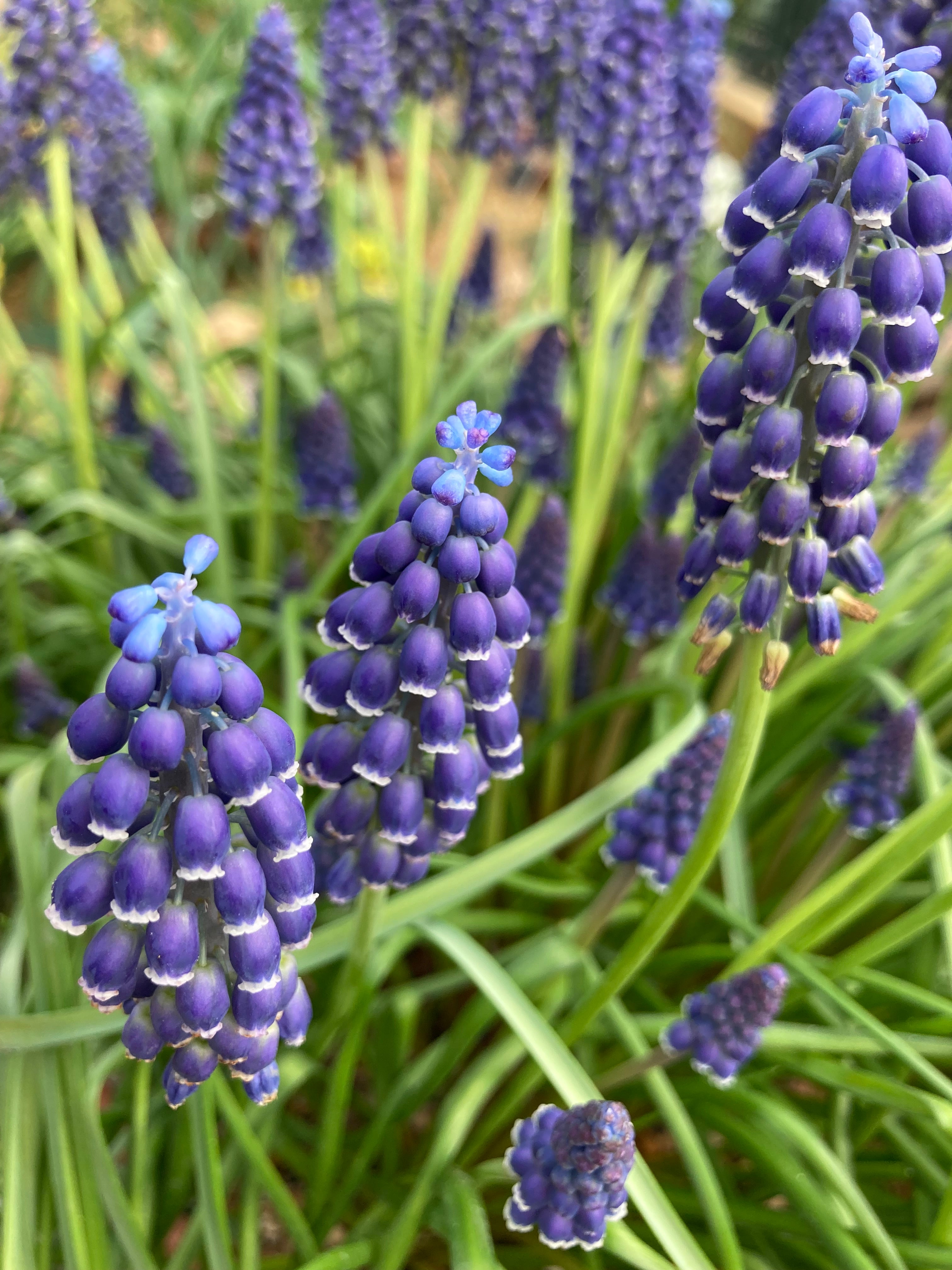 Grape Hyacinth or Muscari 'Neglectum' Bulbs Ready To Plant (Free UK Postage)