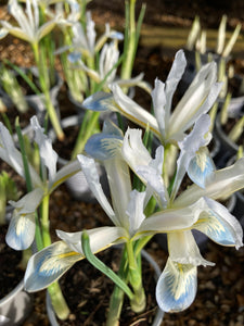 Dwarf Iris 'Frozen Planet' Bulbs (Iris reticulata) Free Postage UK