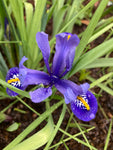 Dwarf Iris 'Harmony' Bulbs (Iris reticulata) Free Postage UK