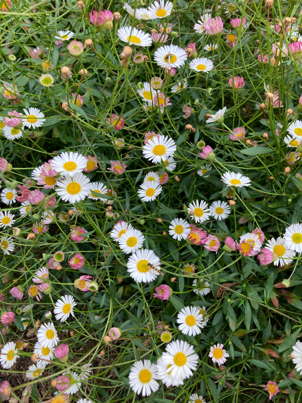 Erigeron karvinskianus or Mexican Fleabane (Established Plant in a 9cm Dia Pot) Free UK Postage