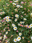 Erigeron karvinskianus or Mexican Fleabane (Established Plant in a 9cm Dia Pot) Free UK Postage