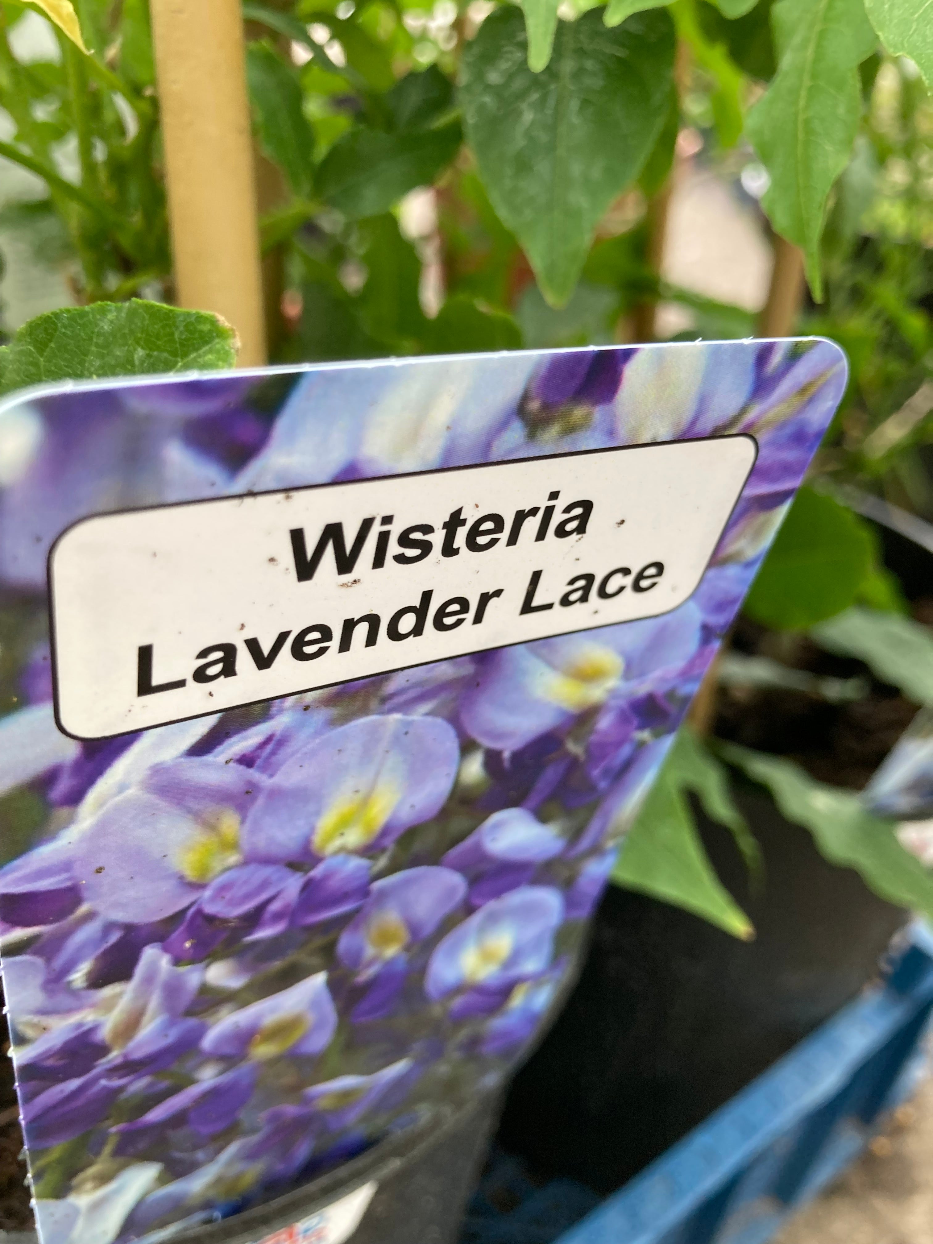 Wisteria 'Lavender Lace' (2 Litre Pot) Free UK Shipping