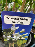 White Wisteria 'Shiro-Kapitan' (2 Litre Pot) Free UK Shipping