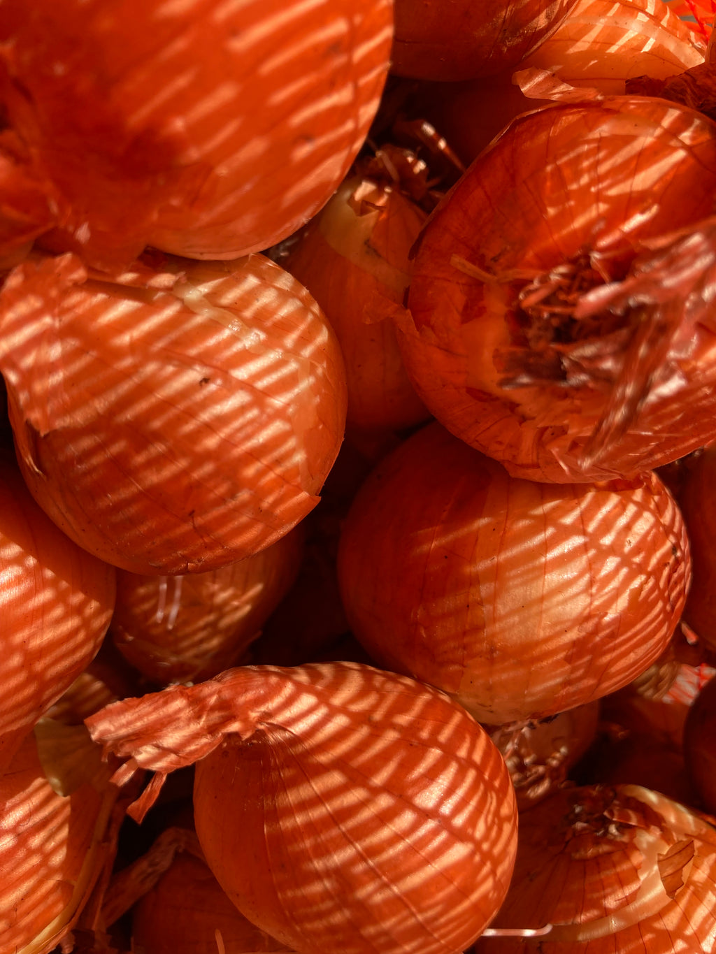 Red Seed Shallots 'Red Sun' To Plant and Grow Yourself (Free UK Postage)