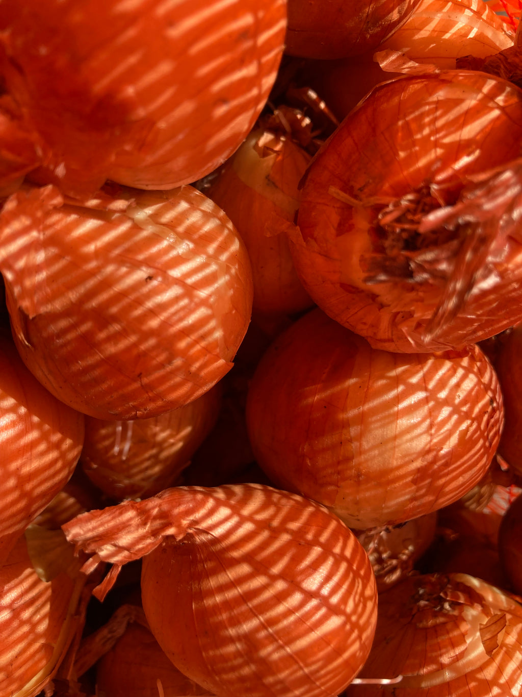 Red Seed Shallots 'Red Sun' (Sets to Plant and Grow Yourself) Free UK Postage