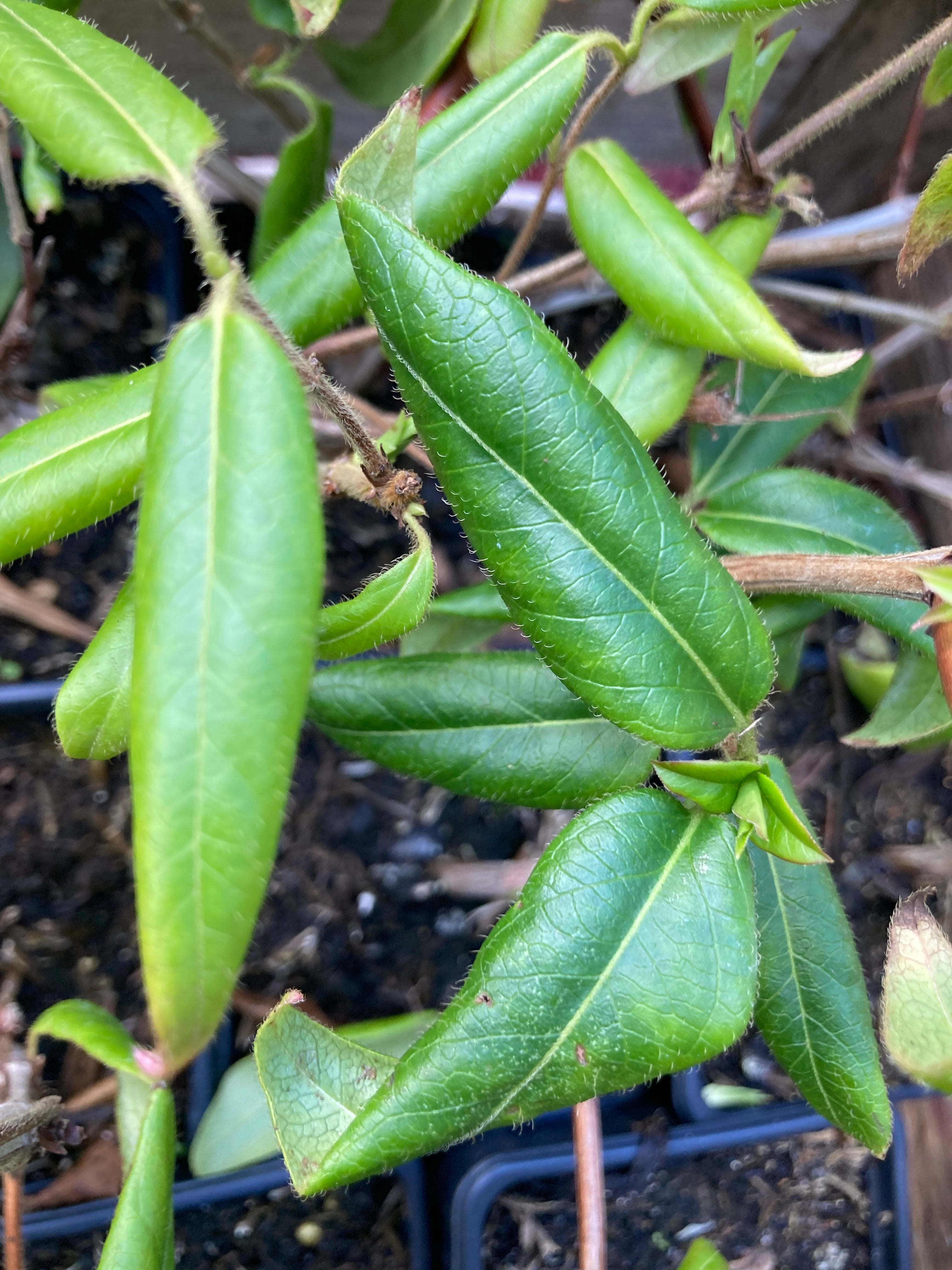 Evergreen Honeysuckle or Lonicera henryi (30 cm height) Free UK Postage