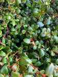 Myrtus ugni or Strawberry Myrtle Plants (20 cm height) Free UK Post