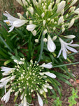 White Agapanthus (Section of Bare Roots) Free UK Postage