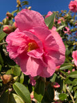 Camellia 'Mary Williams' (9 cm Dia Pots) Free UK Postage