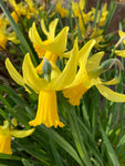 Early Daffodil Bulbs 'February Gold' (Narcissus) Free UK Postage