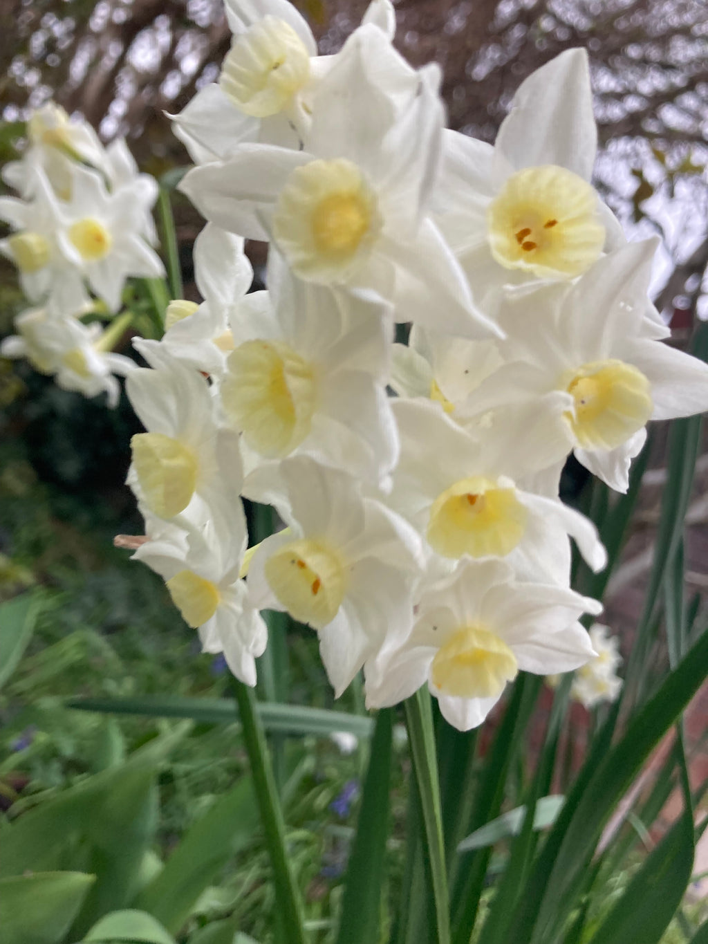 Daffodil 'Paperwhite' Bulbs (Narcissus) Free UK Postage
