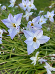 Ipheion uniflorum 'Rolf Fiedler' Bulbs (Blue Spring Starflower) Free UK Postage
