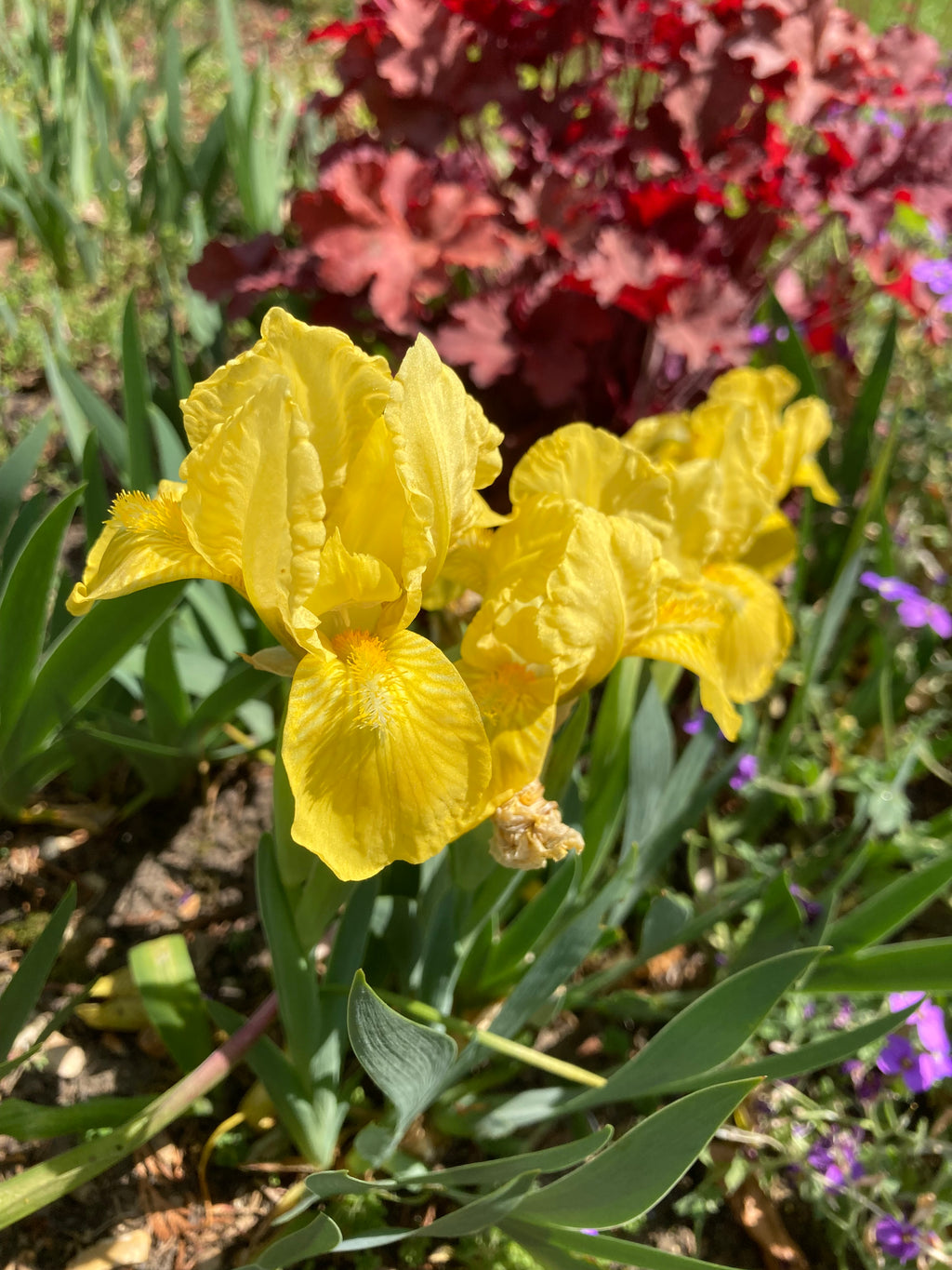 Yellow Iris danfordiae or Danford Iris (Bulbs) Free Postage UK