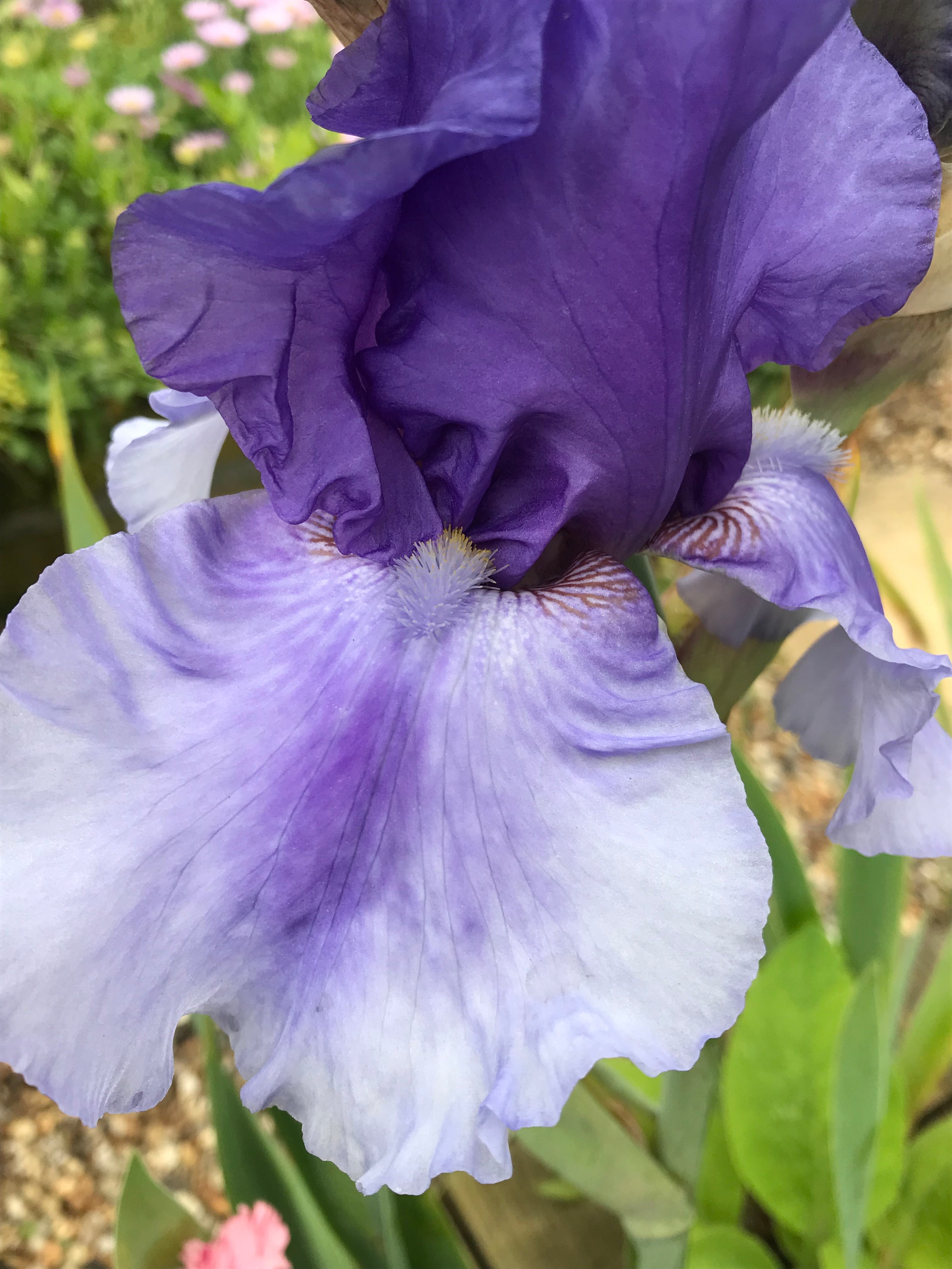 Attractive Blue Iris (Bearded Iris) Rhizomes For Sale to Plant Yourself (Free UK Postage)