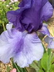 Attractive Blue Iris (Bearded Iris) Rhizomes For Sale to Plant Yourself (Free UK Postage)