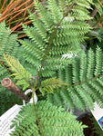 Jacaranda mimosifolia or Fern Tree (12 cm Dia Pot) Free UK Postage