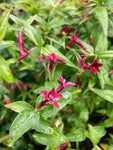 Semi-Evergreen Red Climbing Jasmine Plant (Jasminus beesianum) 2 Litre Pot (Free UK Postage)