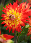 Dahlia 'Karma Bon Bini' semi-cactus flowered - 2, 3 or 5 tubers - Free delivery within the UK
