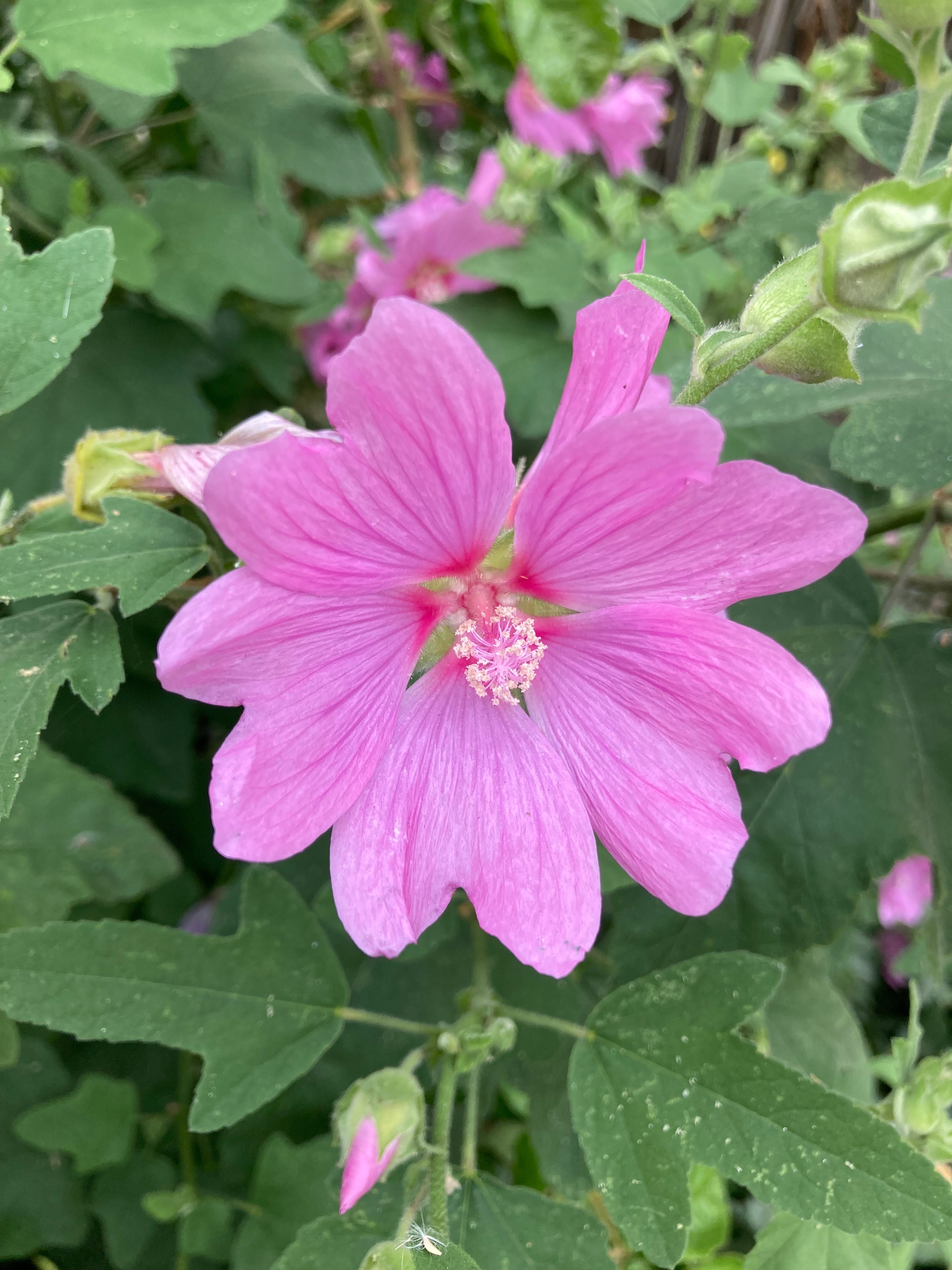 Lavatera or Tree Mallow in a 12cm Dia Pot (Free UK Postage)